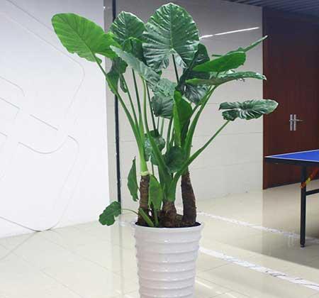 家養(yǎng)的綠植有哪些
