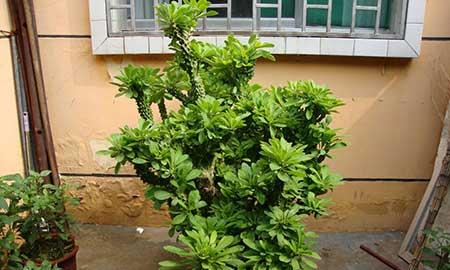 家養(yǎng)的綠植有哪些