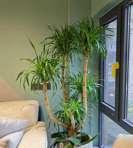 家養(yǎng)的綠植有哪些