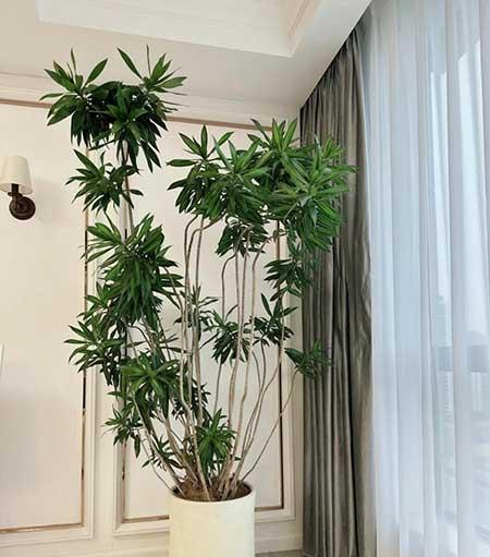 家養(yǎng)的綠植有哪些