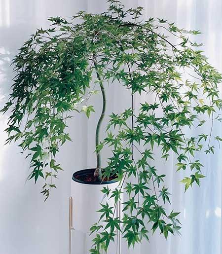 家養(yǎng)的綠植有哪些