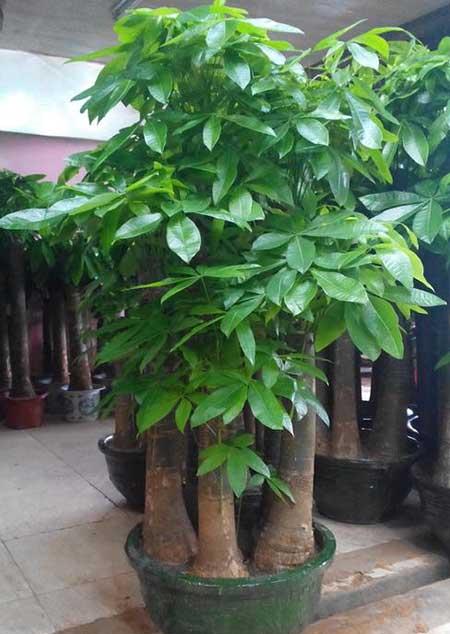 家養(yǎng)的綠植有哪些