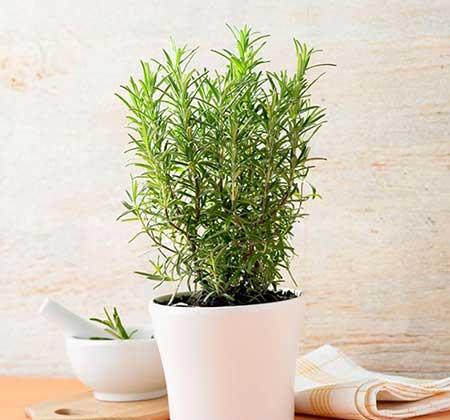 家養(yǎng)的綠植有哪些