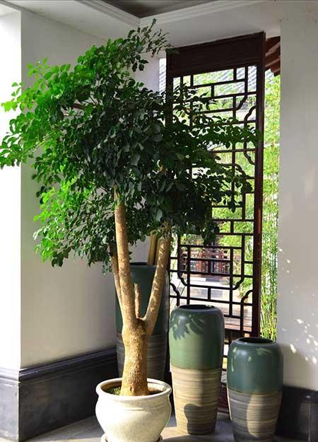 家庭養(yǎng)什么綠植好