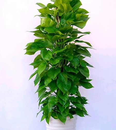 家庭養(yǎng)什么綠植好