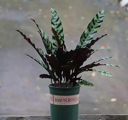 貓眼植物怎么養(yǎng)
