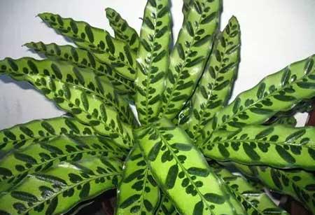 貓眼植物怎么養(yǎng)