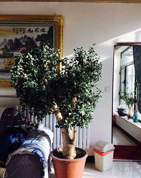 鎮(zhèn)宅綠植花卉哪種好養(yǎng)