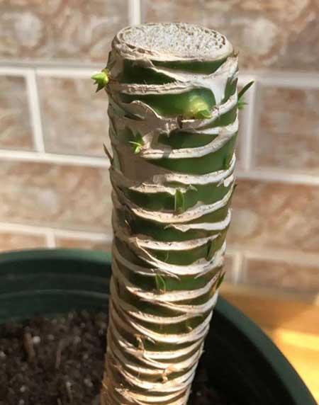 鎮(zhèn)宅綠植花卉哪種好養(yǎng)