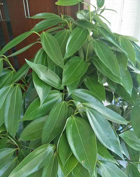 鎮(zhèn)宅綠植花卉哪種好養(yǎng)