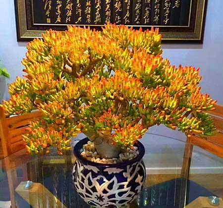 鎮(zhèn)宅綠植花卉哪種好養(yǎng)