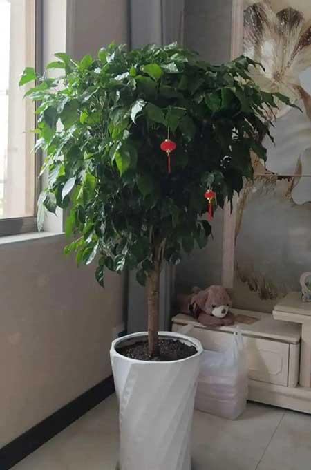 鎮(zhèn)宅綠植花卉哪種好養(yǎng)