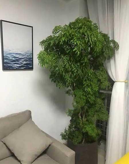 鎮(zhèn)宅綠植花卉哪種好養(yǎng)