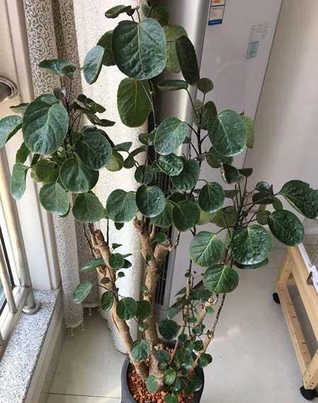 鎮(zhèn)宅綠植花卉哪種好養(yǎng)