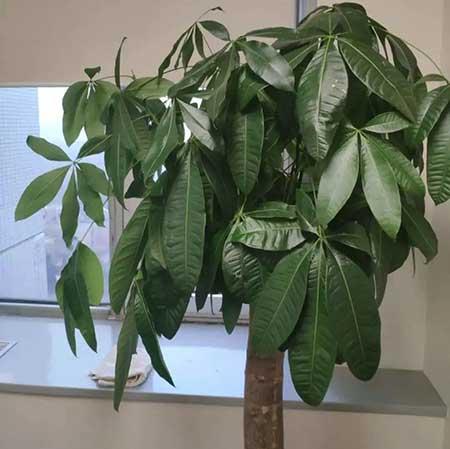 鎮(zhèn)宅綠植花卉哪種好養(yǎng)