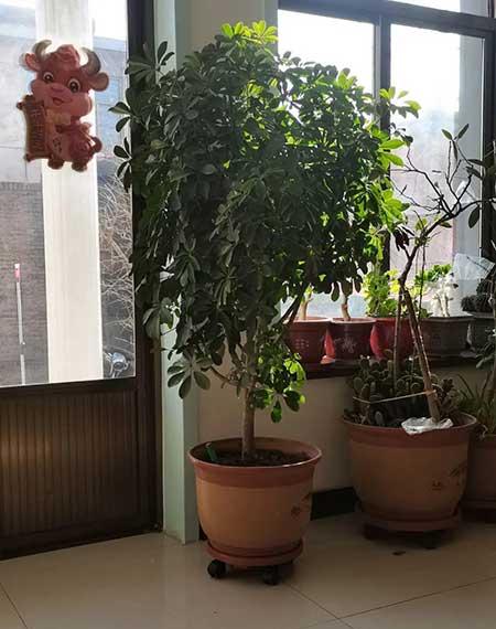鎮(zhèn)宅綠植花卉哪種好養(yǎng)