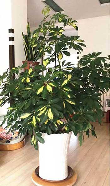鎮(zhèn)宅綠植花卉哪種好養(yǎng)