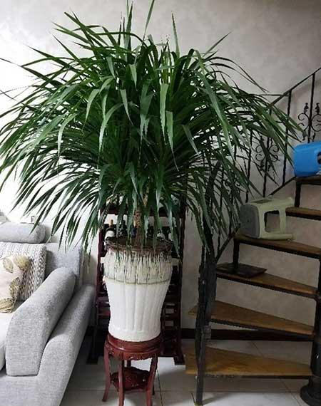 鎮(zhèn)宅綠植花卉哪種好養(yǎng)