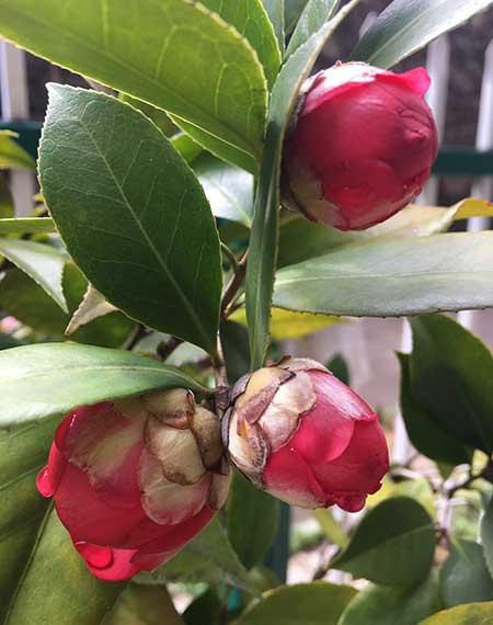 室外養(yǎng)的綠植
