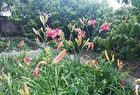 室外養(yǎng)的綠植