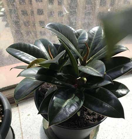 綠金剛植物怎么養(yǎng)