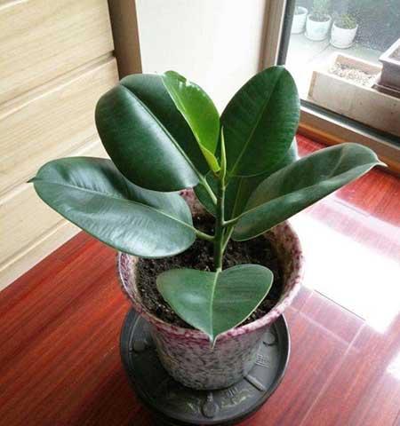 綠金剛植物怎么養(yǎng)