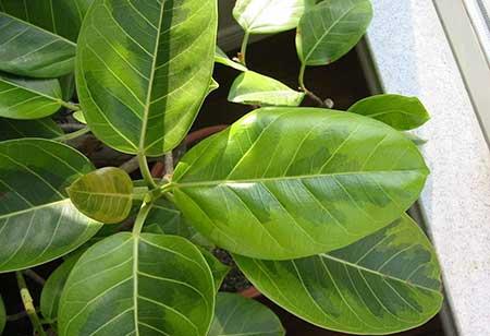 綠金剛植物怎么養(yǎng)