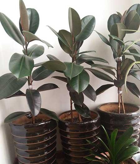 綠金剛植物怎么養(yǎng)