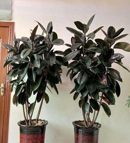 綠金剛植物怎么養(yǎng)