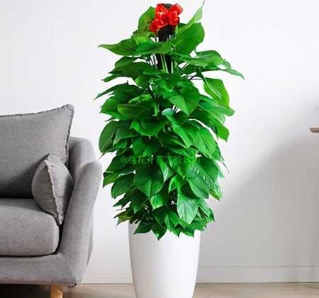 綠植租擺方案