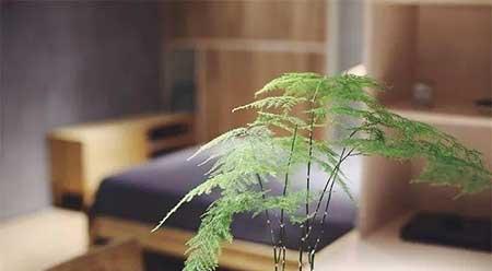 家庭養(yǎng)殖花卉