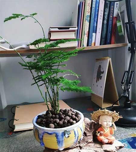 家庭養(yǎng)殖花卉