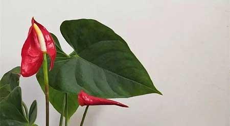 家庭養(yǎng)殖花卉