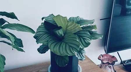 家庭養(yǎng)殖花卉
