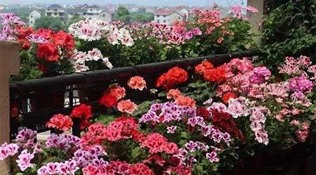 家庭養(yǎng)殖花卉