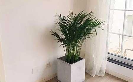 家庭養(yǎng)殖花卉