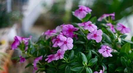 家庭養(yǎng)殖花卉