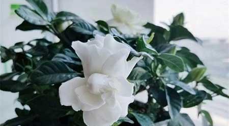 家庭養(yǎng)殖花卉