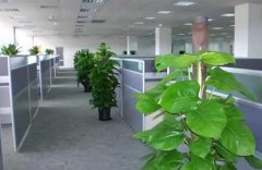 北京綠植租賃租擺多少錢(qián)