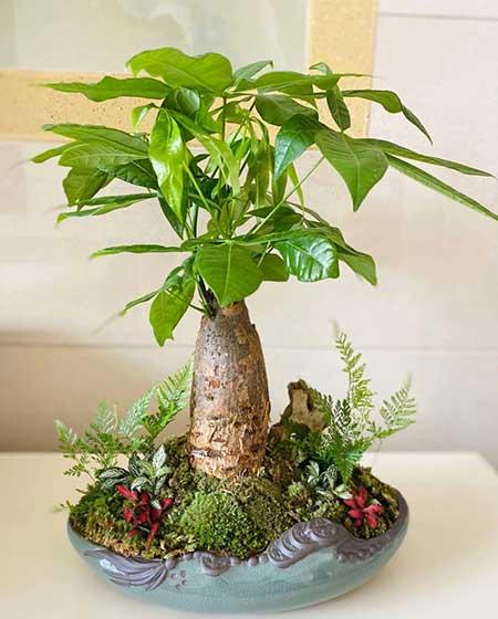 家里最好養(yǎng)的花