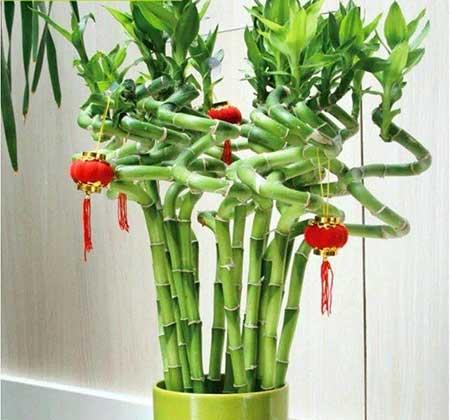 家里最好養(yǎng)的花