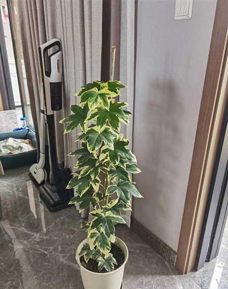 家里最好養(yǎng)的花