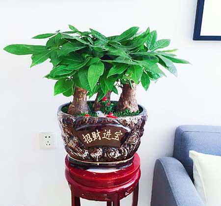 家里最好養(yǎng)的花
