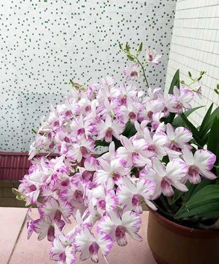 石斛花卉怎么養(yǎng)護(hù)