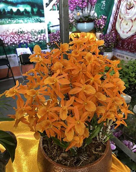 石斛花卉怎么養(yǎng)護(hù)