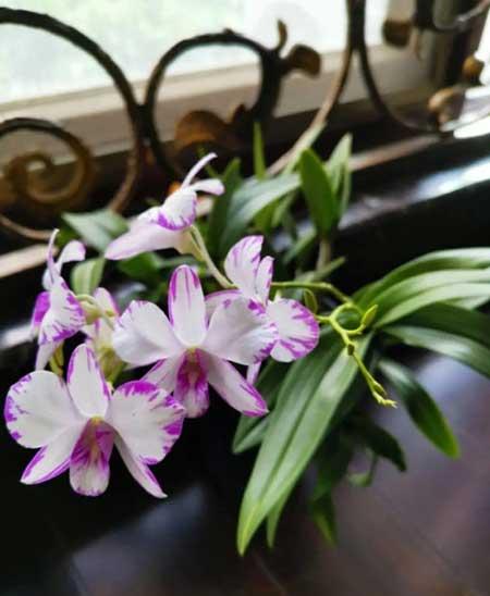 石斛花卉怎么養(yǎng)護(hù)