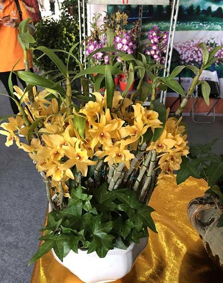石斛花卉怎么養(yǎng)護(hù)