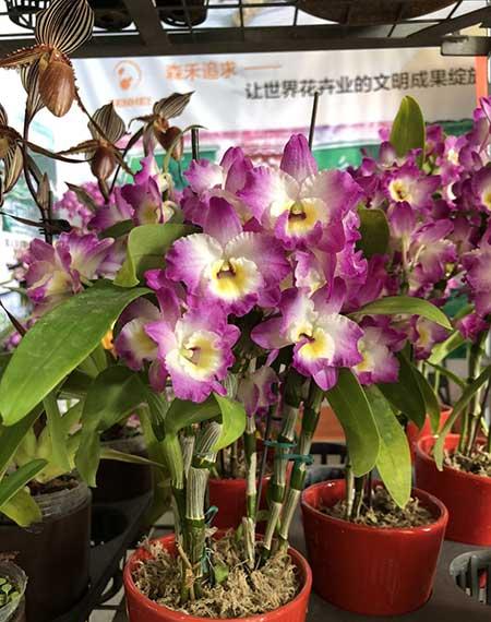 石斛花卉怎么養(yǎng)護(hù)