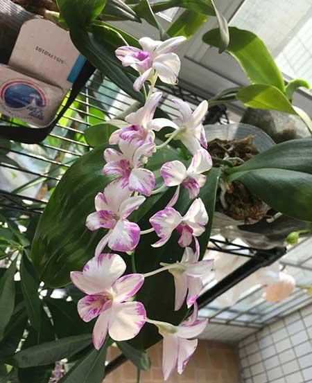 石斛花卉怎么養(yǎng)護(hù)
