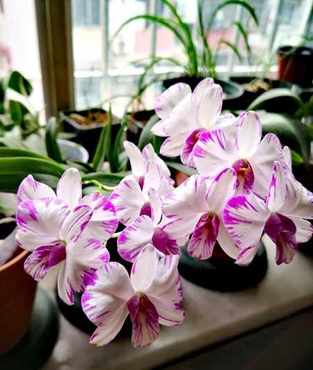 石斛花卉怎么養(yǎng)護(hù)